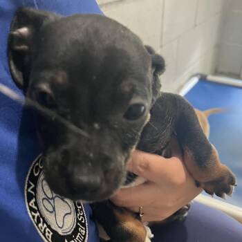 Chihuahua and Mixed Breed Dogs Available for Adoption in Richmond Hill, Georgia - Spanky | PetCurious