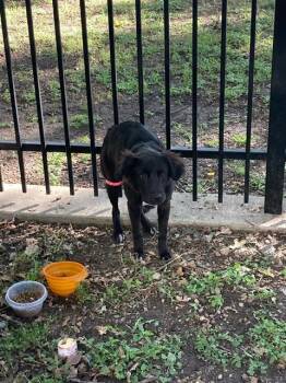 Mixed Breed Dogs Available for Adoption in Dallas, Texas - BROWNIE | PetCurious