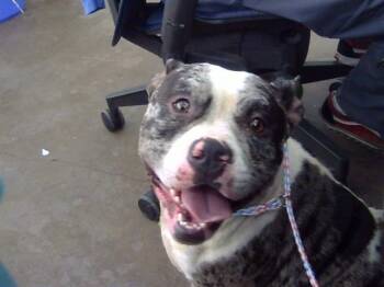 BISCOTTI -  Mixed Breed Dog for Adoption in Dallas, Texas - BISCOTTI | PetCurious