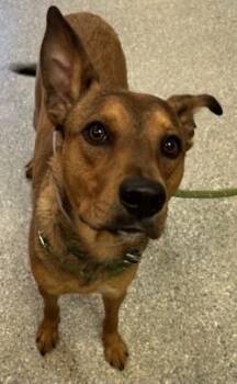 Fortune -  Shepherd and Mixed Breed Dog for Adoption in Kansas City, Missouri - Fortune | PetCurious