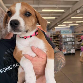Juliet -  Beagle and Border Collie Dog for Adoption in Melbourne, Arkansas - Juliet | PetCurious