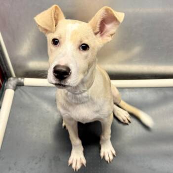German Shepherd Dog and Mixed Breed Dogs Available for Adoption in Houston, Texas - CAGE | PetCurious