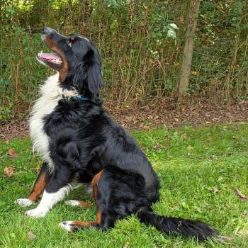 Quinn -  Australian Shepherd Dog for Adoption in Maynardville, Tennessee - Quinn | PetCurious