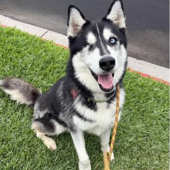 Sammi -  Husky Dog for Adoption in Newport Beach, California - Sammi | PetCurious
