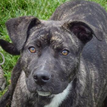 Rescue American Staffordshire Terrier and Boxer Dogs for Adoption in Huntley, Illinois - Mandy | PetCurious