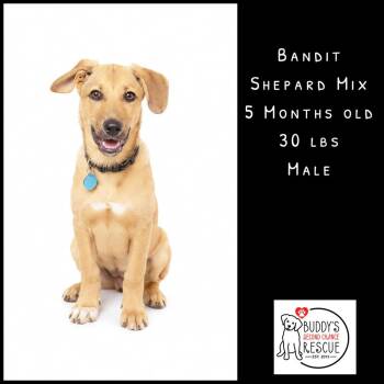 Bandit -  Shepherd Dog for Adoption - Bandit | PetCurious