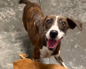 Tuesday -  Mixed Breed Dog for Adoption in Henderson, North Carolina - Tuesday | PetCurious