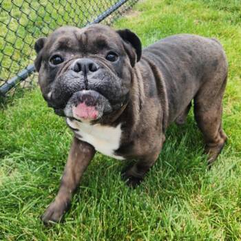 Indiana bones -  American Bulldog Dog for Adoption in Fort Wayne, Indiana - Indiana Bones | PetCurious