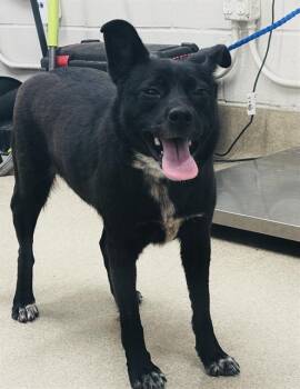 AMERICA -  Australian Cattle Dog Blue Heeler and Mixed Breed Dog for Adoption in Grand Prairie, Texas - AMERICA | PetCurious
