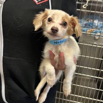 Spaniel and Chihuahua Dogs Available for Adoption in Corona, California - Butters | PetCurious
