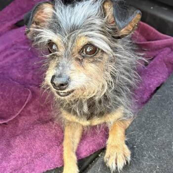 Sassy -  Yorkshire Terrier Dog for Adoption in Las Vegas, Nevada - Sassy | PetCurious