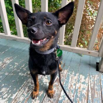 Pascal -  Chihuahua and Mixed Breed Dog for Adoption in Abbotsford, British Columbia - Pascal | PetCurious