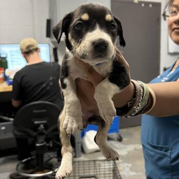 Mixed Breed Dogs Available for Adoption - Lily | PetCurious