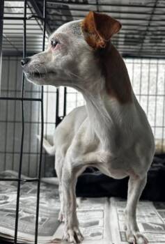 Chihuahua Dogs Available for Adoption - Sylvia | PetCurious