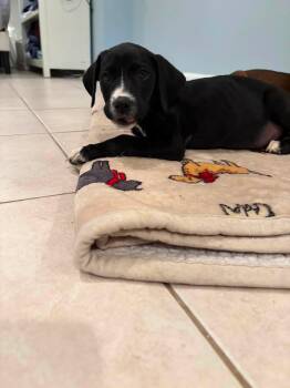 Espresso -  Mixed Breed Dog for Adoption in Riverdale, New Jersey - Espresso | PetCurious