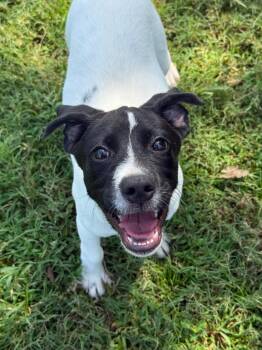 Skittles -  Mixed Breed Dog for Adoption in Metter, Georgia - Skittles | PetCurious