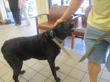 Labrador Retriever Dogs Available for Adoption - MAUI | PetCurious