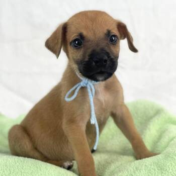 Christopher -  Black Mouth Cur Dog for Adoption in Lufkin, Texas - Christopher | PetCurious