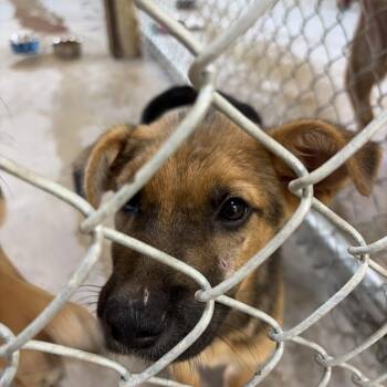 Colby -  Shepherd and Doberman Pinscher Dog for Adoption in Palestine, Texas - Colby | PetCurious