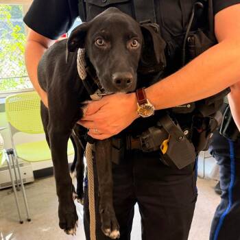 Forrest -  Hound and Mixed Breed Dog for Adoption in Philadelphia, Pennsylvania - Forrest | PetCurious