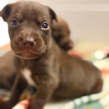 Stron -  Mixed Breed Dog for Adoption in North Myrtle Beach, South Carolina - Stron | PetCurious