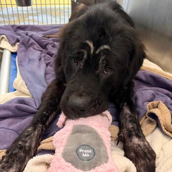 Jirachi -  Mixed Breed Dog for Adoption in Pittsburgh, Pennsylvania - Jirachi | PetCurious
