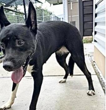 A657192 -  Labrador Retriever Dog Available for Adoption in Houston, Texas - A657192 | PetCurious