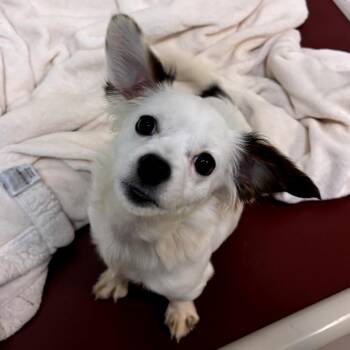 Smidge -  Mixed Breed Dog for Adoption in Newark, New Jersey - Smidge | PetCurious