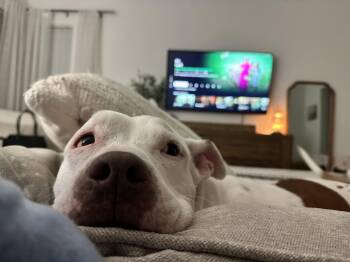 King -  Pit Bull Terrier and American Staffordshire Terrier Dog for Adoption in North Miami Beach, Florida - King | PetCurious