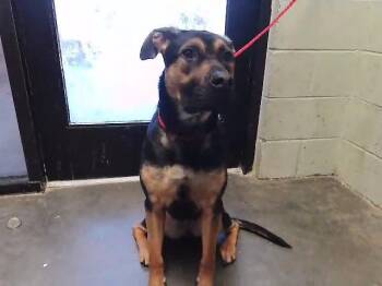 German Shepherd Dog Dogs Available for Adoption - SHILOH | PetCurious