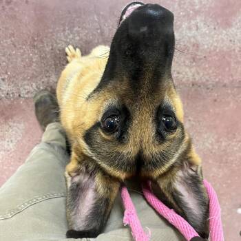 Shepherd Dogs Available for Adoption in Spokane, Washington - Fiona | PetCurious