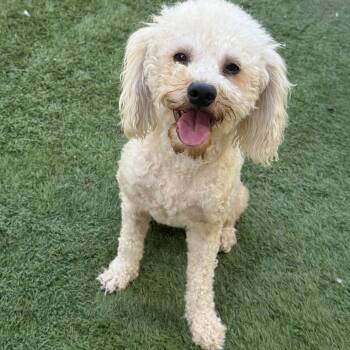 Hatchi -  Poodle Dog for Adoption in Modesto, California - Hatchi | PetCurious