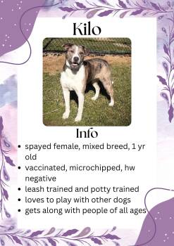 Mixed Breed Dogs Available for Adoption in Greensburg, Indiana - Kilo | PetCurious