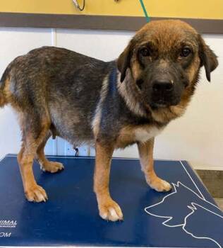 Peanut -  German Shepherd Dog and Mixed Breed Dog for Adoption in Bowling Green, Kentucky - Peanut | PetCurious