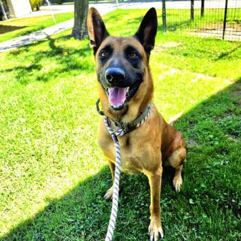 Rescue German Shepherd Dog and Belgian Shepherd Malinois Dogs for Adoption in Long Beach, California - CLEVELAND | PetCurious