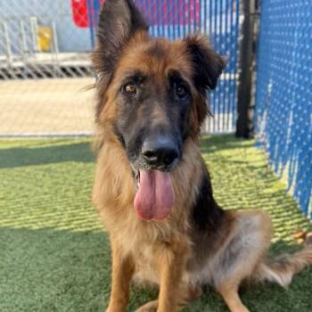 Dakota -  German Shepherd Dog and Mixed Breed Dog for Adoption in Long Beach, California - Dakota | PetCurious