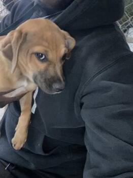 Labrador Retriever and Mixed Breed Dogs Available for Adoption in Gainesville, Florida - Tikka | PetCurious