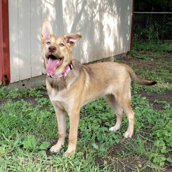 Ginger AG -  Shepherd Dog for Adoption in Austin, Texas - Ginger AG | PetCurious