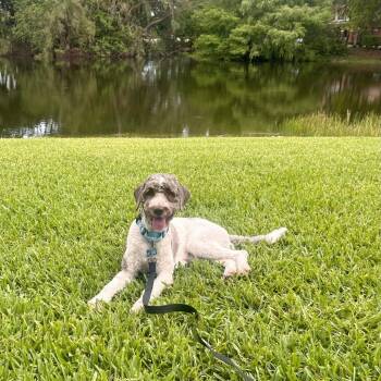 Shaggy -  Golden Retriever and Poodle Dog Available for Adoption in Fort Lauderdale, Florida - Shaggy | PetCurious