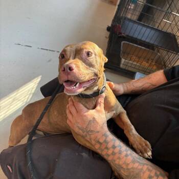 CornDog - Stray Hold 7/20 -  Mixed Breed Dog for Adoption in Huntington, West Virginia - CornDog - Stray Hold 7/20 | PetCurious