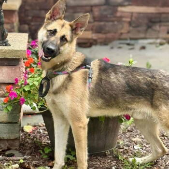 Rescue German Shepherd Dog Dogs for Adoption in Hazlet, New Jersey - Bosco | PetCurious