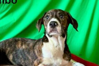 Rambo -  Feist and Mixed Breed Dog for Adoption in Westland, Michigan - Rambo | PetCurious
