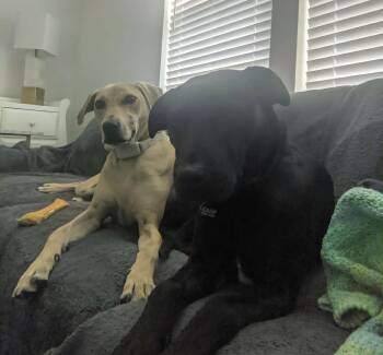 Rescue Black Labrador Retriever Dogs for Adoption in Baton Rouge, Louisiana - Judah *Bonded Pair* | PetCurious