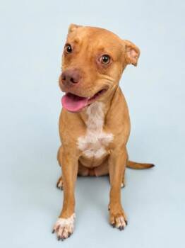 Khal -  Terrier Dog for Adoption in Gulfport, Mississippi - Khal | PetCurious