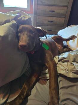 Autumn $500 -  Labrador Retriever Dog for Adoption in West Milwaukee, Wisconsin - Autumn $500 | PetCurious