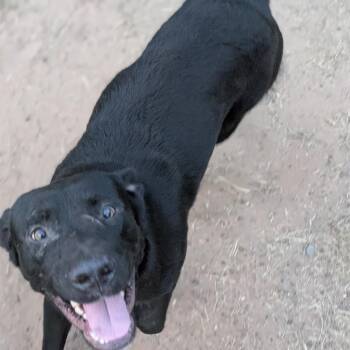 timmy MPAC-Stray-4049_2 -  Black Labrador Retriever Dog for Adoption in Marshall, Texas - Timmy MPAC-Stray-4049_2 | PetCurious