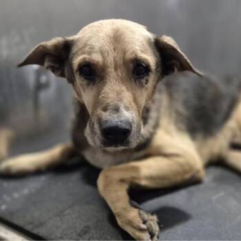 KORO -  German Shepherd Dog Dog for Adoption in San Antonio, Texas - KORO | PetCurious