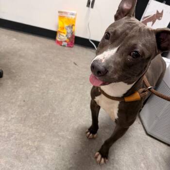 Nuggie -  Pit Bull Terrier Dog for Adoption in Philadelphia, Pennsylvania - Nuggie | PetCurious