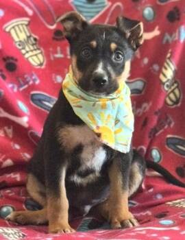 German Shepherd Dog and Mixed Breed Dogs Available for Adoption in Morristown, New Jersey - Aqua | PetCurious
