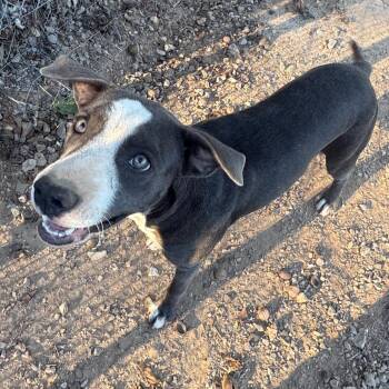 Aspen -  Labrador Retriever and Mixed Breed Dog for Adoption in Pineville, Missouri - Aspen | PetCurious